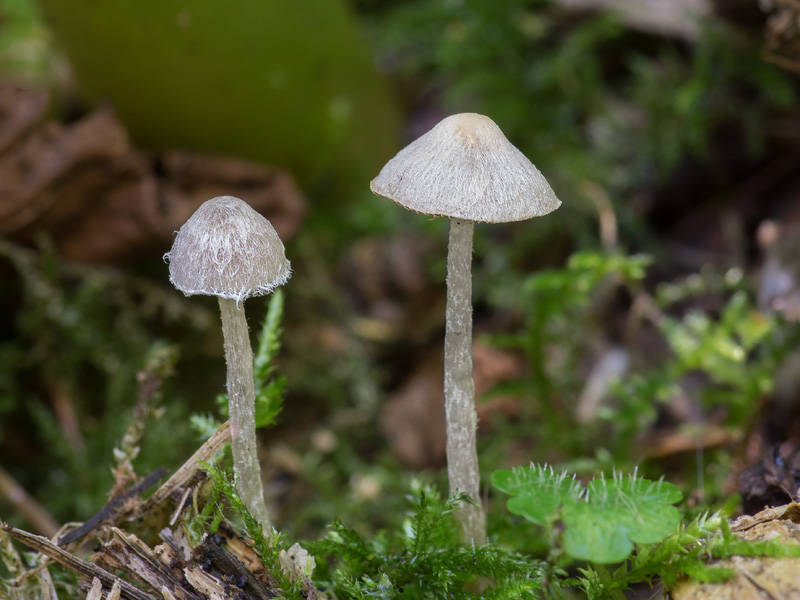 Psathyrella canoceps